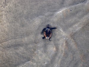 Baby Loggerhead Turtle Going Out to Sea